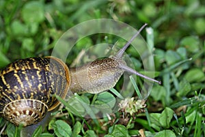 Garden Snail (Cornu aspersum)