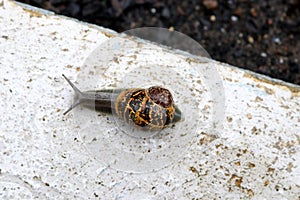 Garden snail (Cornu aspersum) enjoying outdoor on a rainy day : (pix Sanjiv Shukla)