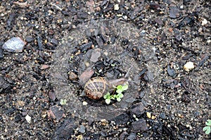 Garden snail (Cornu aspersum) enjoying outdoor on a rainy day : (pix Sanjiv Shukla)