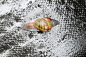 Garden snail (Cornu aspersum) enjoying outdoor on a rainy day : (pix Sanjiv Shukla)