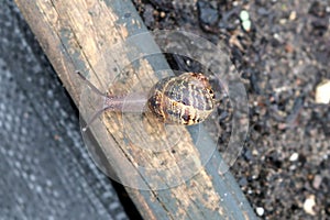 Garden snail (Cornu aspersum) enjoying outdoor on a rainy day : (pix Sanjiv Shukla)