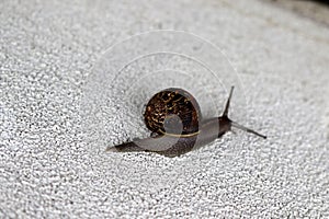 Garden snail (Cornu aspersum) enjoying outdoor on a rainy day : (pix Sanjiv Shukla)