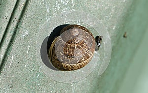 A Garden Snail, Cornu aspersum, on a garden pot in spring.