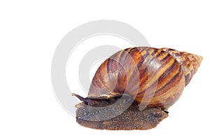 A Garden Snail Cornu aspersum hiding in shell isolated on a white
