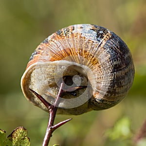 Garden snail (Cornu aspersum) impaled on thorn