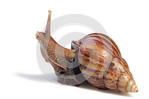 A Garden Snail (Cornu aspersum) isolated on a white