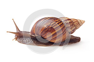 Garden Snail (Cornu aspersum) isolated on a white background