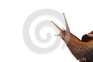 A Garden Snail (Cornu aspersum) isolated on a white background