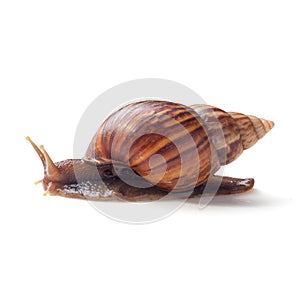 Garden Snail & x28;Cornu aspersum& x29; isolated on a white background