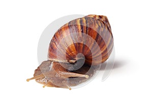 Garden Snail Cornu aspersum isolated on a white background