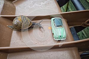 Garden snail Cornu aspersum meets Austin Atlantic car.