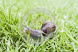 Garden snail, Cornu aspersum navigates through grass