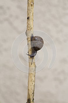 Garden snail crawling along a twig with light blurred background