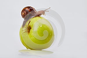 Garden Snail crawling on an apple on a white background.