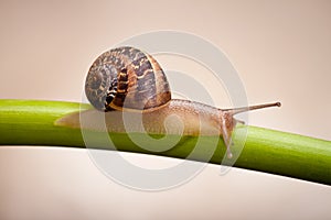 Garden snail crawling on green stem
