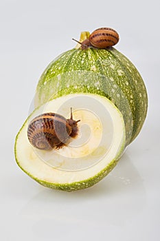 Garden Snail crawling on a green zucchini on a white background.