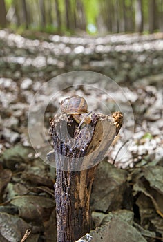 Garden snail crawling over trunk at poplar plantation photo