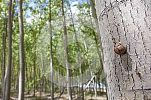 Garden snail crawling over trunk at poplar plantation photo