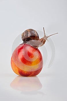 Garden Snail crawling on a red nectarine on a white background.