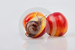 Garden Snail crawling on a red nectarine on a white background.