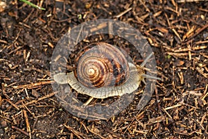 Garden snail crawls on ground. Ground gastropod