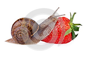 Garden Snail creeping on red berry strawberry