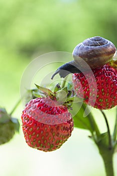 Garden snail creeping on a strawberry