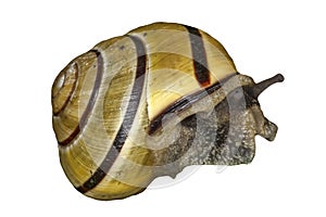 Garden snail cut out and isolated on a white background