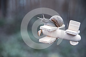 A garden snail flies on a wooden plane.