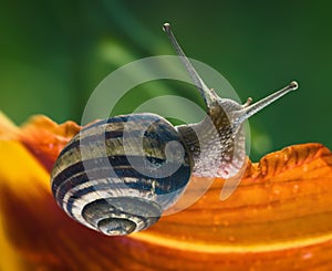 Garden snail on a flower close up