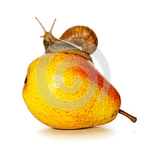 Garden snail on fresh pear isolated .