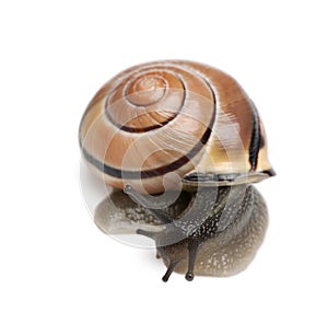 Garden snail in front of a white background