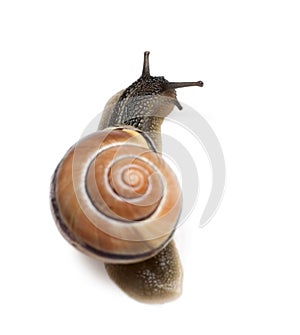 Garden snail in front of a white background