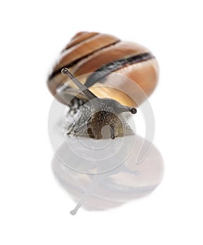 Garden snail in front of a white background