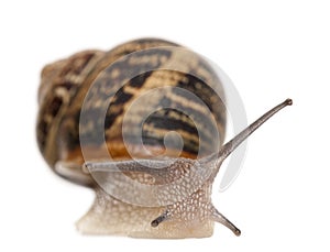 Garden Snail in front of white background