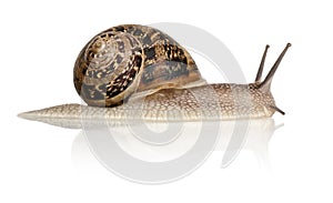 Garden Snail in front of white background