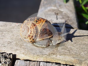 Garden snail on garden fence during late spring