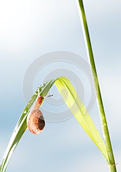 Garden snail on grass after rain