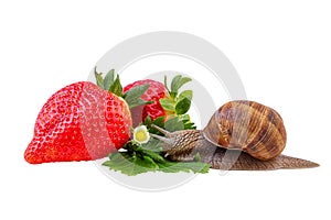 Garden Snail Green Leaf with Red Strawberry