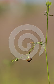 Garden Snail hanging on twig