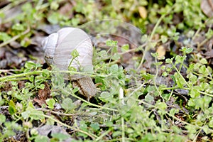 Garden snail Helix aspersa