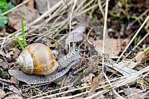 Garden snail Helix aspersa