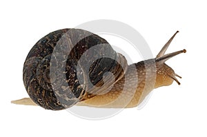 Garden snail Helix aspersa