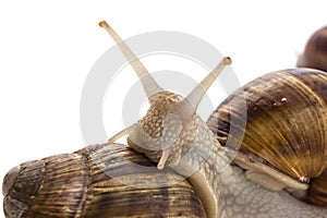 Garden snail Helix aspersa