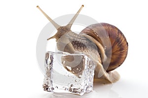 Garden snail Helix aspersa