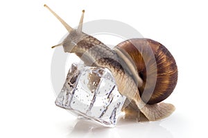 Garden snail Helix aspersa