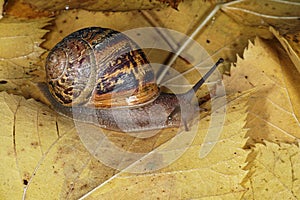 Garden snail, Helix aspersa