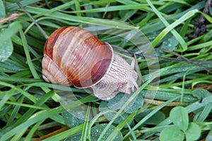 Garden snail Helix aspersa