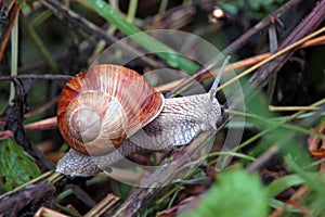 Garden snail Helix aspersa