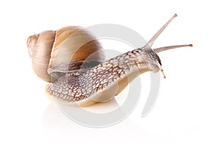 Garden snail (Helix aspersa)